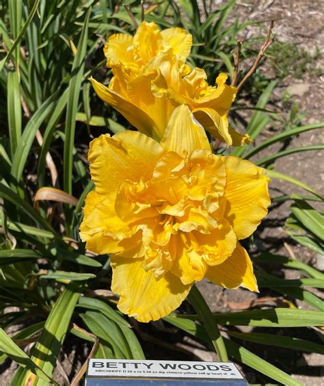 BETTY WOODS – QB Daylily Gardens