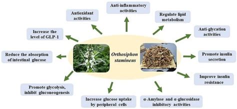 A Systematic Review of Orthosiphon stamineus Benth. in the Treatment of ...