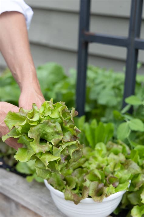 Green Leaf Lettuce Plants