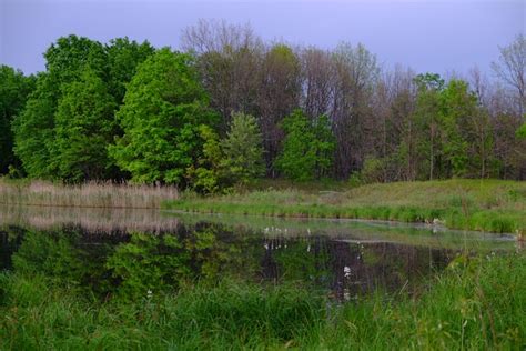 33 Years After Nuclear Accident, Chernobyl Becomes Refuge for Wildlife