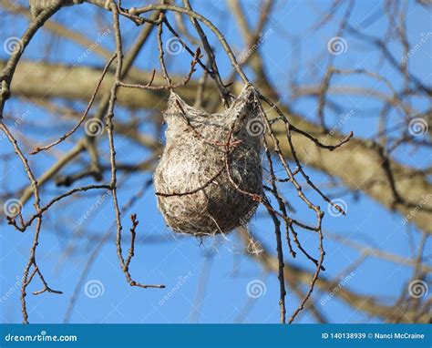 Baltimore Oriole Nest Anchored in Tree Stock Image - Image of elms ...