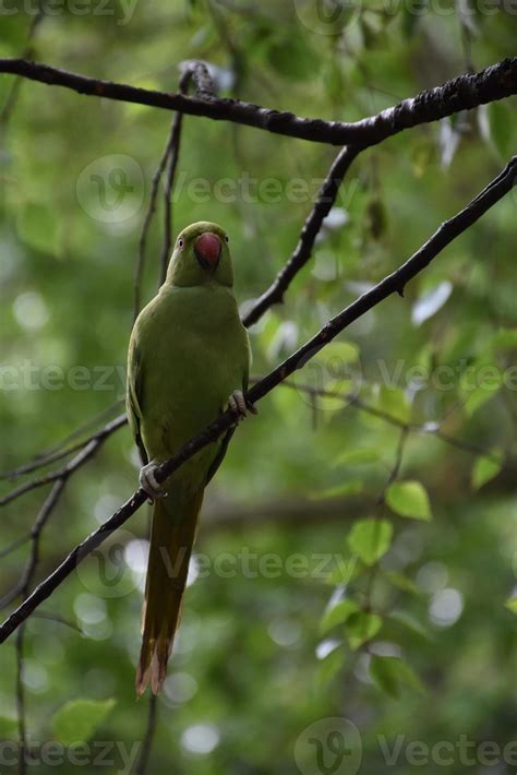 Image result for Simple Parrot Treets