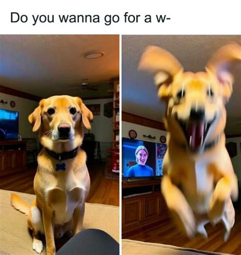 40 "Doggo Memes" To Lift Your Spirits | DeMilked