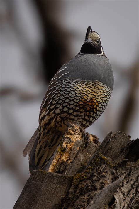 California Quail | Canon RF Shooters Forums