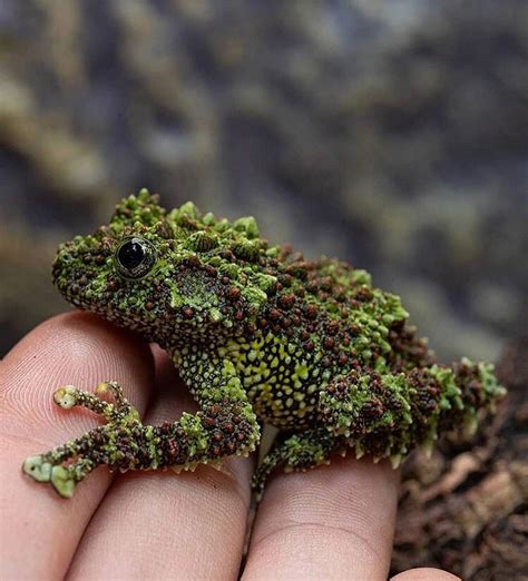 Image result for vietnamese mossy frog