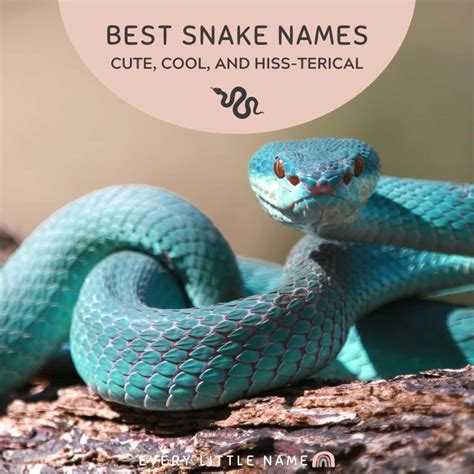 200 Names For Pet Snakes – Snake Names For Girls – HHCT