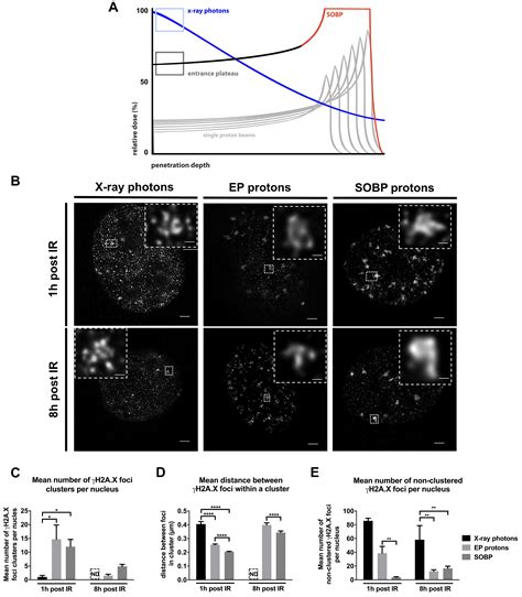 Proton Irradiation Increases the Necessity for Homologous Recombination ...