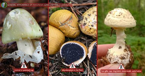 Oyster Mushroom Look Alikes