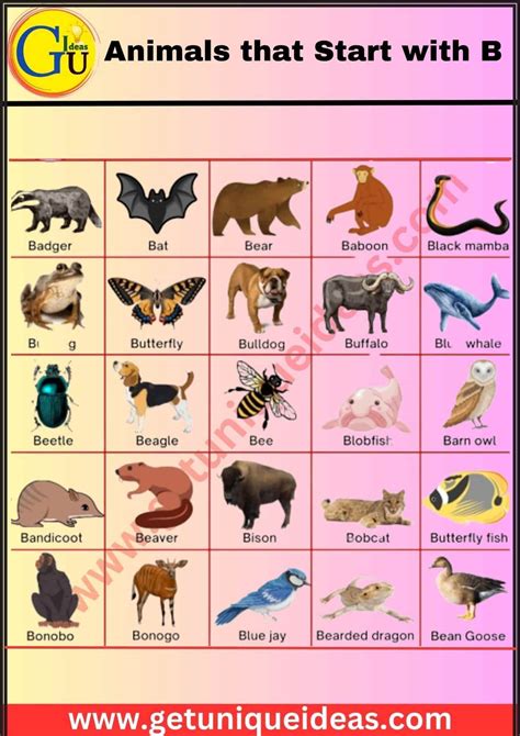 Animals that Start with B | Name An Animal Beginning With B ...
