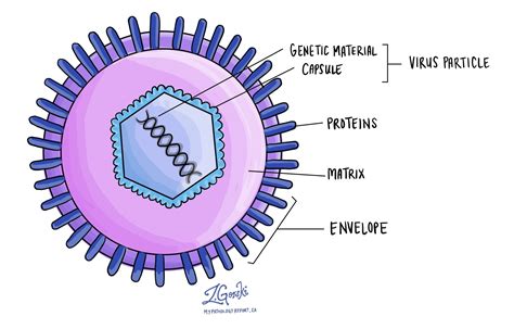 Components Of Virus