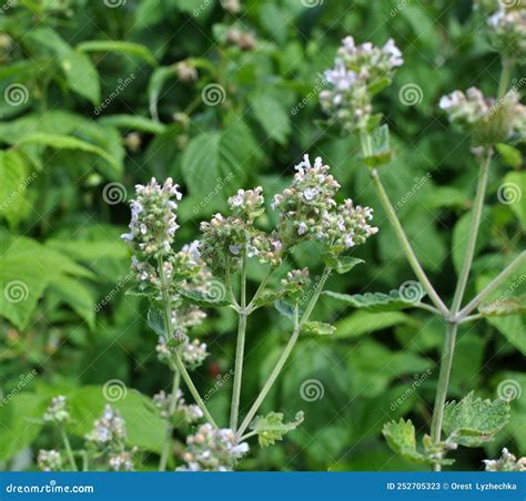 Lemon Balm Flowers are Blooming Melissa Officinalis Stock Image - Image ...