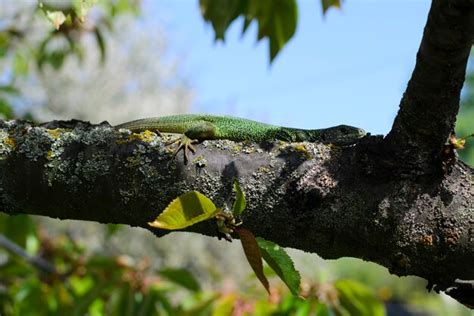 Image result for Spring Lizard
