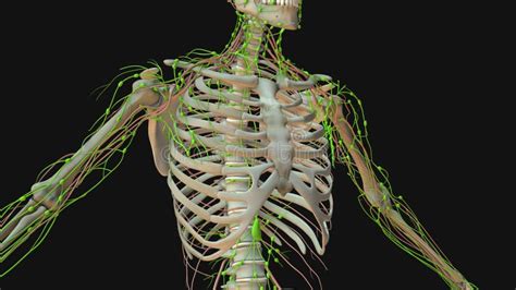 Lymphatic System Animation 的图像结果