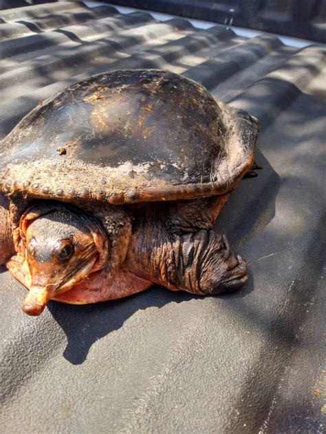 Image result for Smooth Shell Snapping Turtle