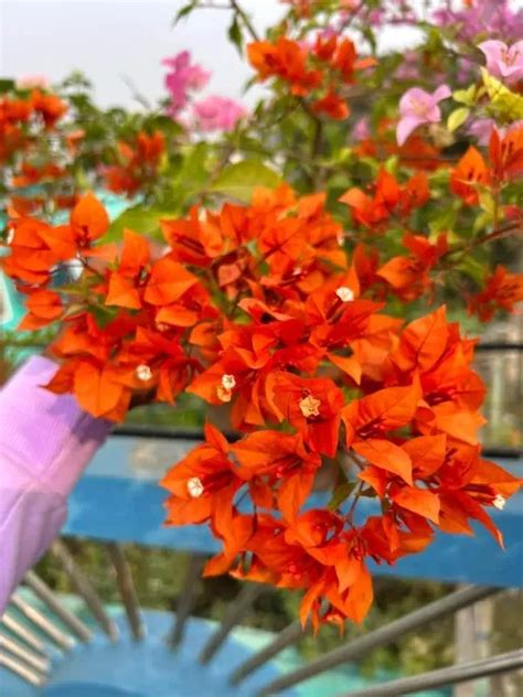 Platone Orange Bougainvilla Plant - Grafted & Perennial Price in India ...