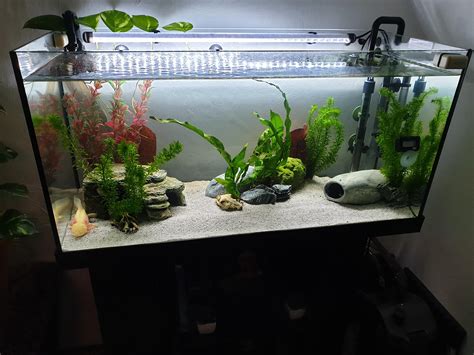 My 40 gallon Axolotl tank (2 axolotls in it) : r/Aquariums