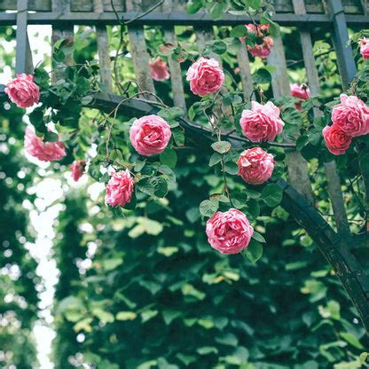 Creeping Rose "Pink" - Plant – Lalit Enterprise