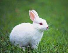 Image result for Albino Rabbit Animal