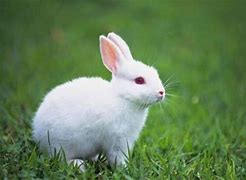 Image result for Albino Bunny with Red Nose