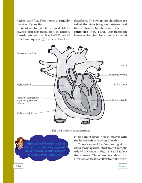 Transportation in Animals and Plants - Class 7, Science PDF Download