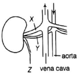 In the figure given below the structures associated with human kidneys ...