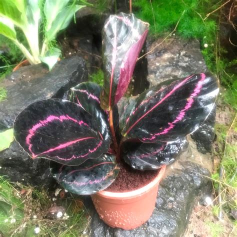 Calathea roseopicta Dottie Plant