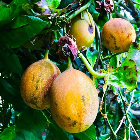 20 Passiflora ligularis Seeds, Konyal Passion Fruit , Sweet Granadilla ...
