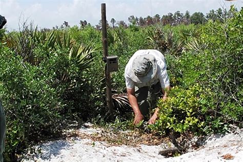 Image result for Using Camera to Explore Gopher Tortoise Burrow