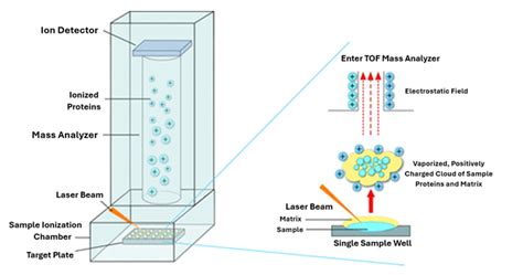 Image result for MALDI-TOF MS Data Calculation