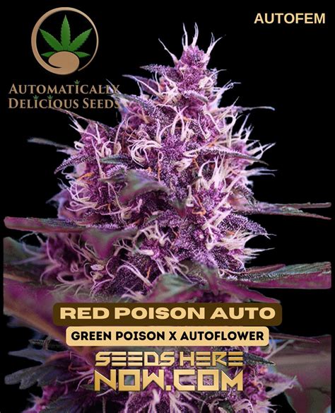Red Poison Auto (Autoflower) – Automatically Delicious - Seeds Here Now