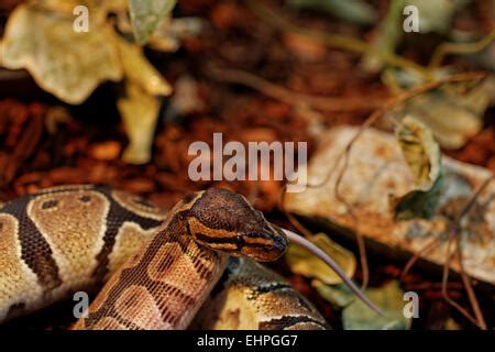Image result for Python Snake Eating Rat