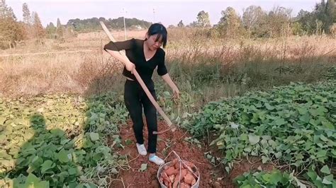 今年第一次挖红薯，姑娘一锄头下去，竟然挖到了红薯窝，丰收了！,三农,农民生活,好看视频