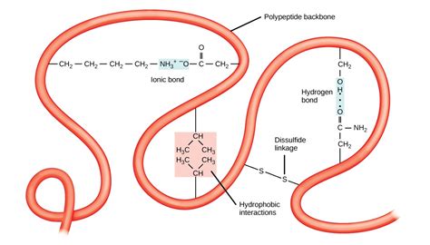 Protein Cellular Function 的图像结果