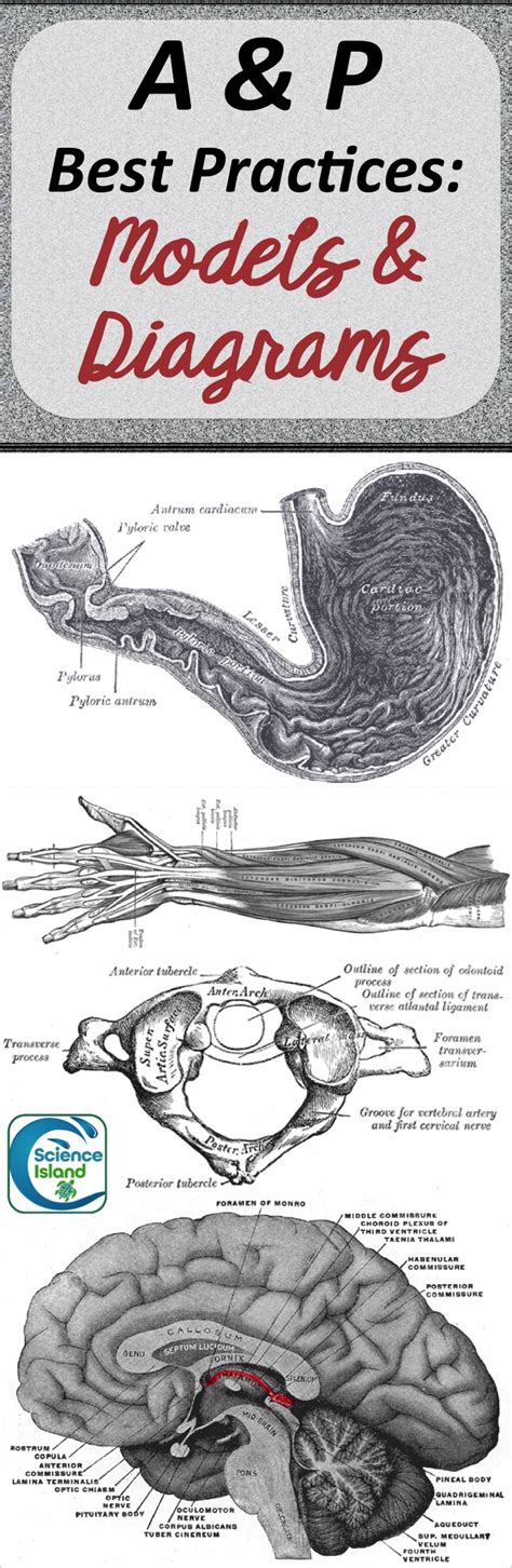 Image result for Matplotlib Elements