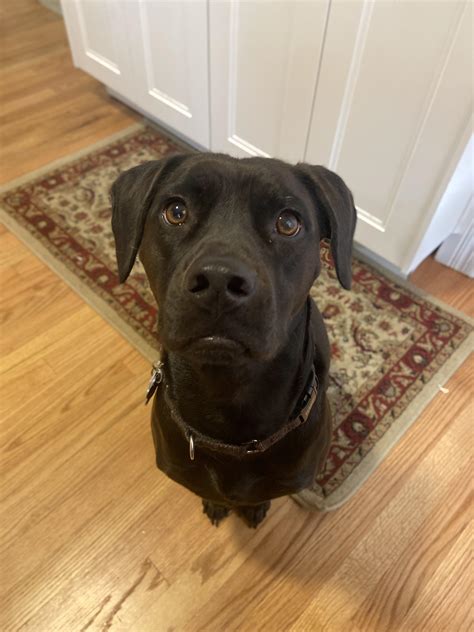 What Happens If My Dog Ate A Cough Drop