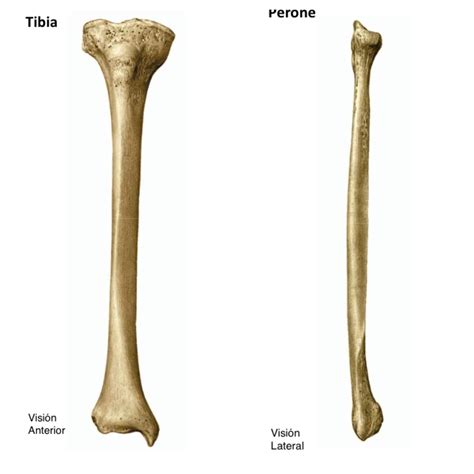 Anatomía De Los Huesos Tibia Y Peroné