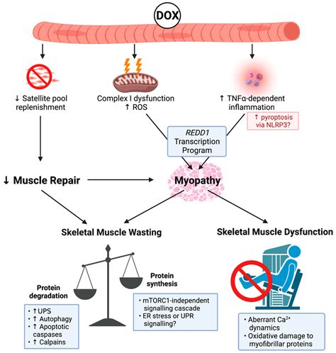 Chemotherapy-Induced Myopathy: The Dark Side of the Cachexia Sphere