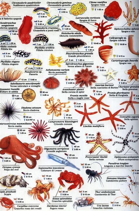 Water Animals List With Pictures Chart Living Charts Spectrum ...