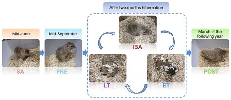 Priority Strategy of Intracellular Ca2+ Homeostasis in Skeletal Muscle ...
