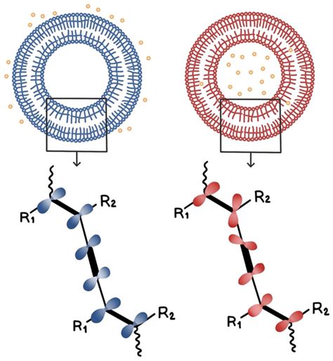 A Color-Detectable Vitamin C Controlled-Release System Fabricated Using ...
