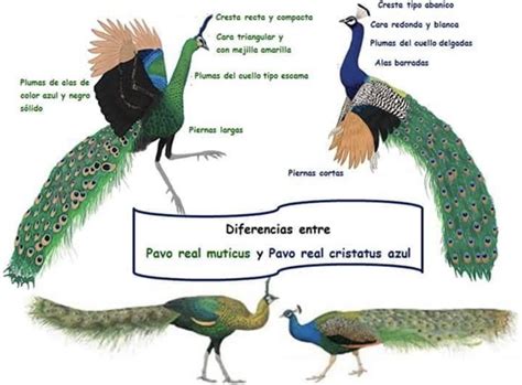 Different Types Birds With Names