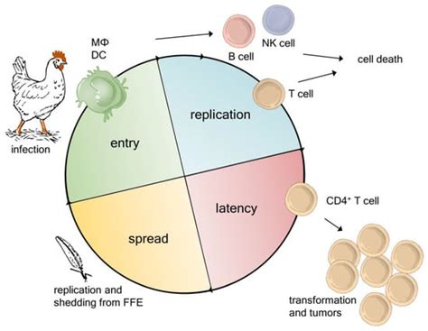 Latest Insights into Marek’s Disease Virus Pathogenesis and Tumorigenesis