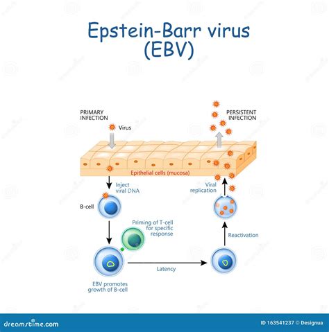 Epstein Barr Virus Life Expectancy