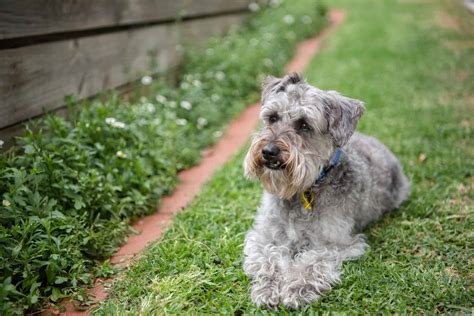 What Is A Schnauzer Poodle Mix