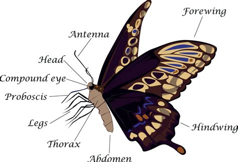 How Long Do Butterflies Live? Not as Long as You’d Think!