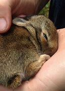 Image result for Baby Rabbitt's in Wild