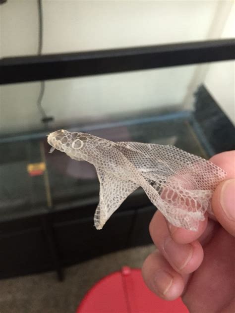 Image result for Python Skin Shed