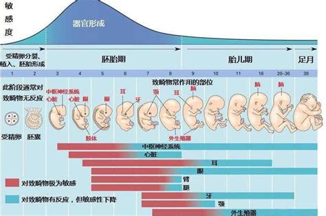 1张图告诉你，怀孕2到16周胎儿的整个发育过程，让人泪目|胎儿|发育|宝宝_新浪新闻