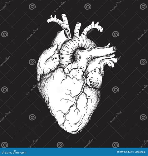Anatomically Correct Human Heart Drawing