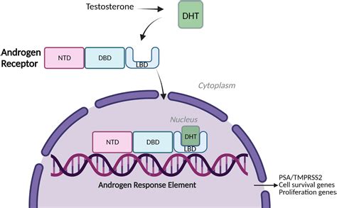 Frontiers | A compendium of Androgen Receptor Variant 7 target genes and their role in ...
